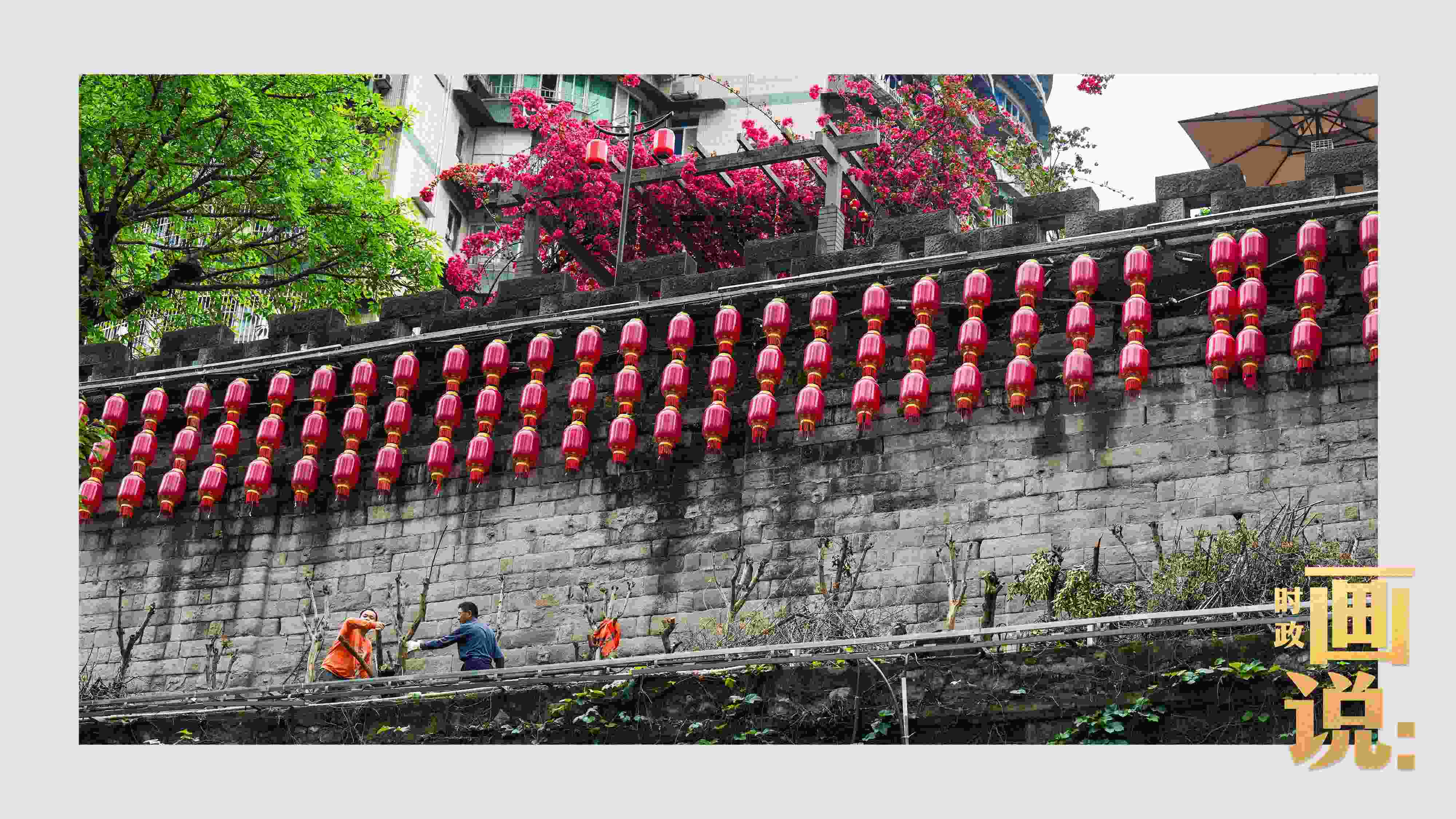 △盛放的三角梅下，園林工人修剪著古老通遠(yuǎn)門城墻上的一抹新綠。