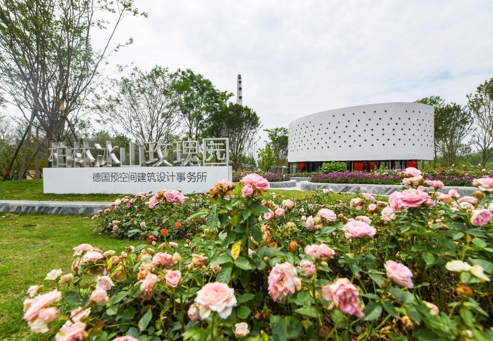 這是2024年4月22日拍攝的成都世園會主會場德國柏林冰山玫瑰園。新華社記者 王曦 攝