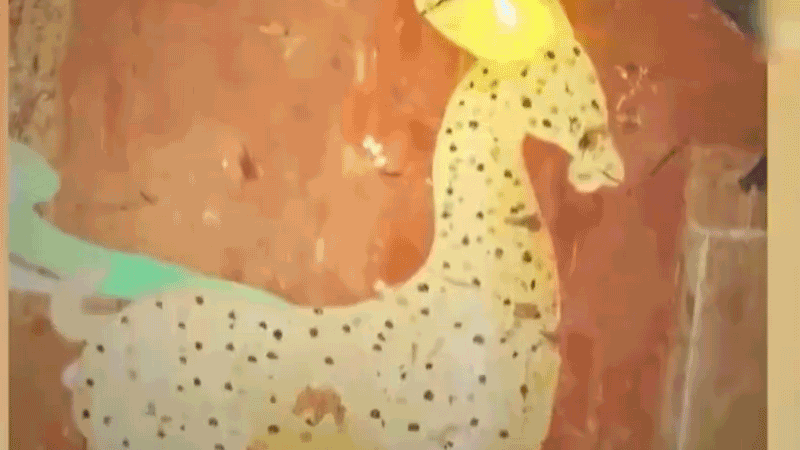 在全新技術(shù)支持下，敦煌莫高窟實現(xiàn)了窟內(nèi)文物窟外看的新體驗。