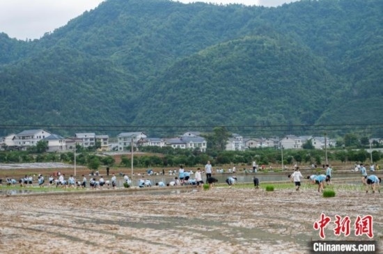 圖為5月21日，綏陽縣旺草中學學生在旺草萬畝大壩體驗插秧。唐哲 攝