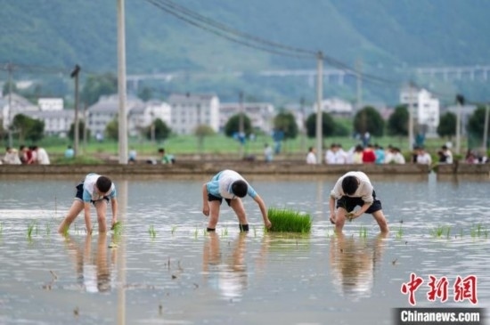 圖為5月21日，綏陽縣旺草中學學生在旺草萬畝大壩體驗插秧。唐哲 攝