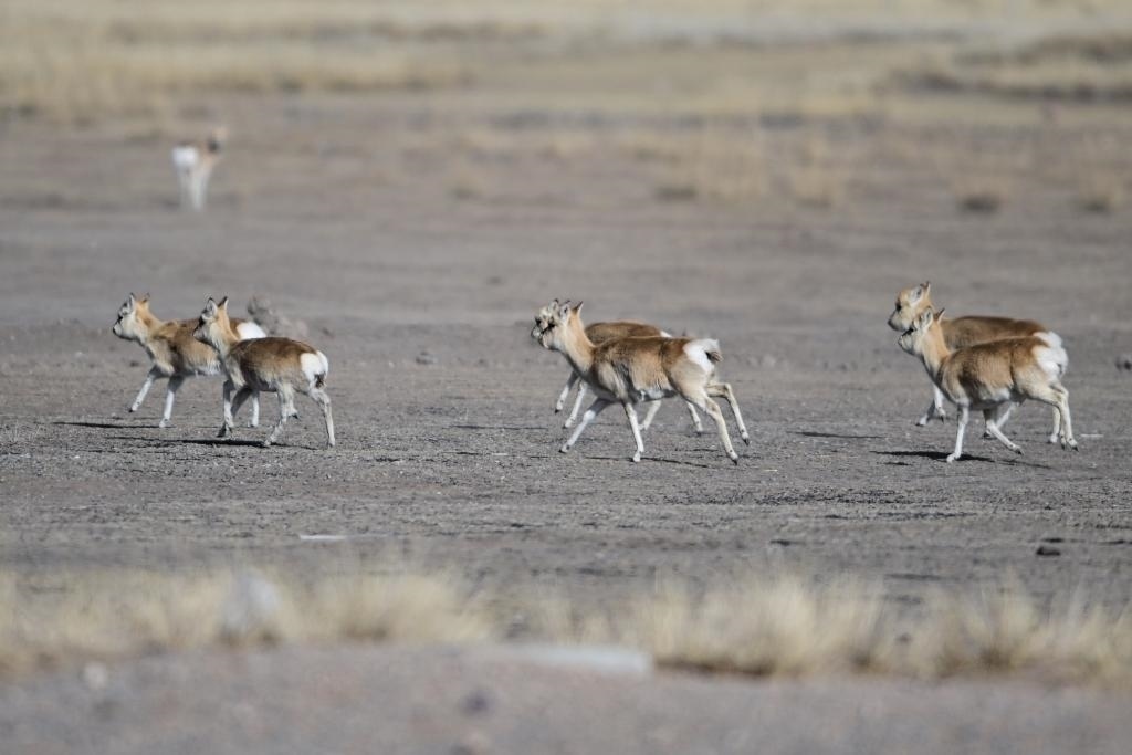 這是1月24日在青海省海北藏族自治州剛察縣哈爾蓋鎮(zhèn)境內(nèi)的草原上拍攝的普氏原羚。新華社記者 張龍 攝