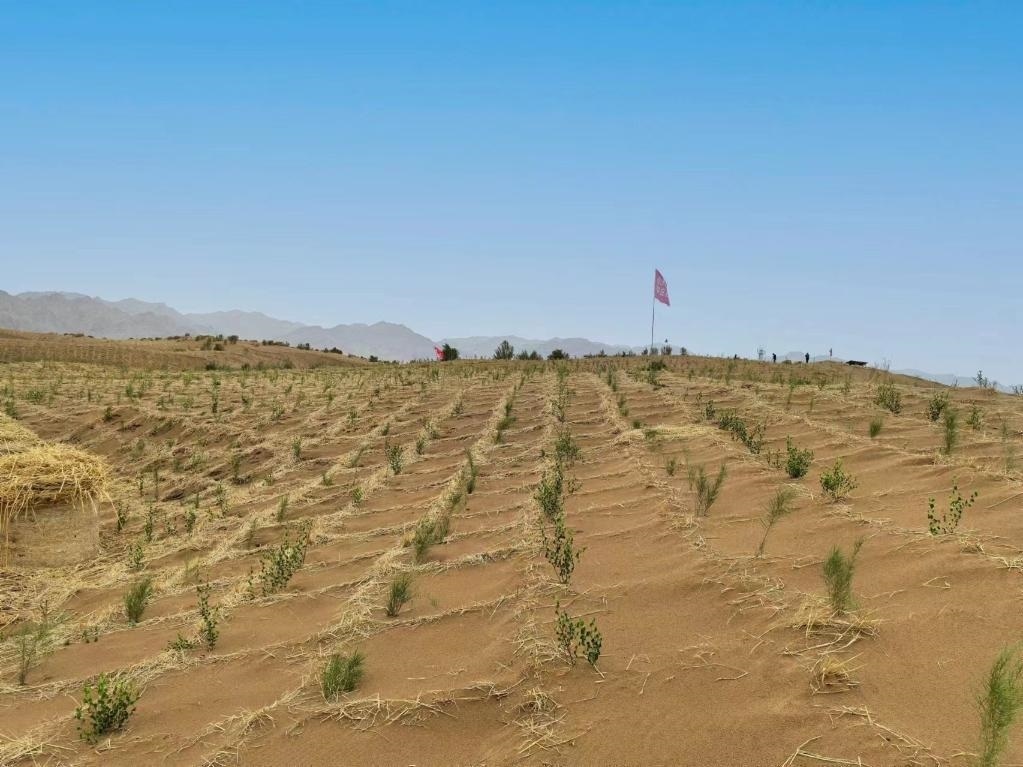 內(nèi)蒙古巴彥淖爾市杭錦后旗治沙新品種沙木蓼和四翅濱藜苗木示范區(qū)。新華社記者 李云平 攝