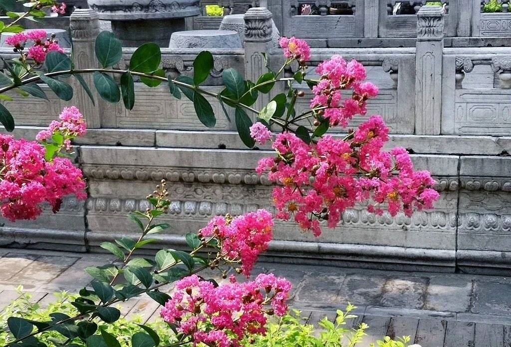 夏天的故宮一角。故宮博物院供圖