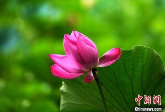 6月19日，時(shí)值一年畢業(yè)季，四川大學(xué)望江校區(qū)荷花池里的荷花盛開，成為了畢業(yè)生們的打卡圣地，吸引了眾多畢業(yè)生拍照留念。圖為盛開的荷花。中新社記者 安源 攝