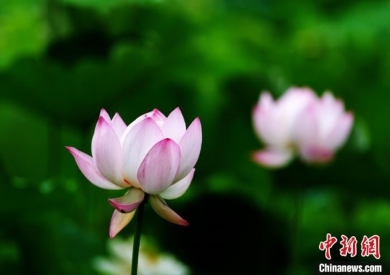 6月19日，時(shí)值一年畢業(yè)季，四川大學(xué)望江校區(qū)荷花池里的荷花盛開，成為了畢業(yè)生們的打卡圣地，吸引了眾多畢業(yè)生拍照留念。圖為盛開的荷花。中新社記者 安源 攝