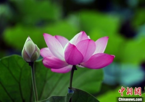 6月19日，時(shí)值一年畢業(yè)季，四川大學(xué)望江校區(qū)荷花池里的荷花盛開，成為了畢業(yè)生們的打卡圣地，吸引了眾多畢業(yè)生拍照留念。圖為盛開的荷花。中新社記者 安源 攝