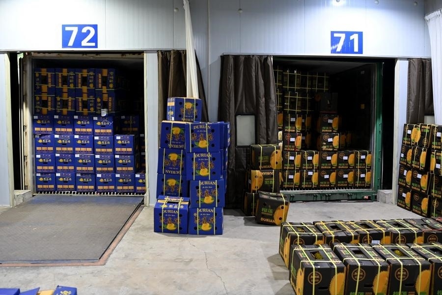 2023年9月12日在廣西憑祥友誼關(guān)口岸拍攝的等待通關(guān)的進(jìn)口榴蓮。新華社記者 曹祎銘 攝