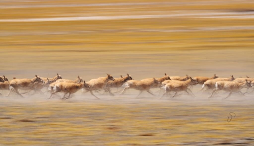 2024年6月13日，在羌塘國家級自然保護區(qū)，遷徙中的藏羚羊奔跑起來。新華社記者費茂華攝