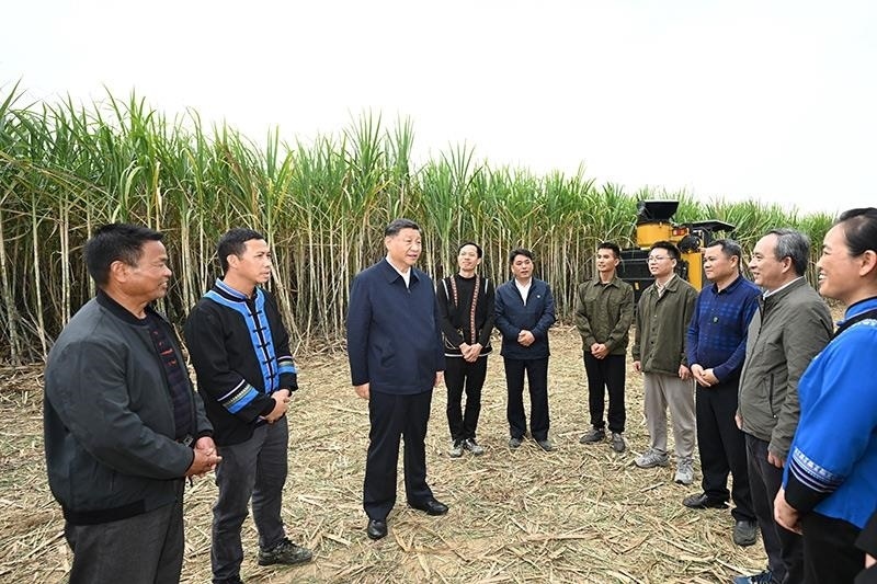 2023年12月14日，習(xí)近平總書記在廣西來(lái)賓市國(guó)家現(xiàn)代農(nóng)業(yè)產(chǎn)業(yè)園黃安優(yōu)質(zhì)“雙高”糖料蔗基地考察時(shí)，同蔗農(nóng)、農(nóng)機(jī)手和農(nóng)技人員親切交流。