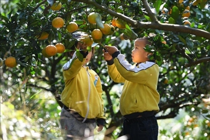 貴州黃平縣小朋友在校外勞動(dòng)實(shí)踐基地采摘柑橘。
