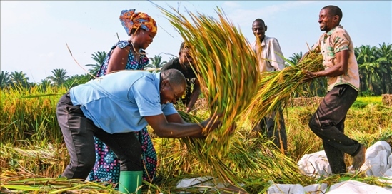 2018 年，中國農(nóng)業(yè)專家組在布隆迪布班扎省吉漢加縣設(shè)立首個水稻減貧示范村。圖為當(dāng)?shù)剞r(nóng)戶在稻田里給雜交水稻脫粒（2023 年 6 月 20 日攝） 韓旭攝 / 本刊