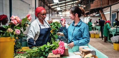 湖南璽悅國際貿(mào)易有限公司負(fù)責(zé)人黃梓楠（右）在肯尼亞納紐基的坦布濟花卉農(nóng)場挑選鮮花（2024 年 5 月 18 日攝）王冠森攝 / 本刊
