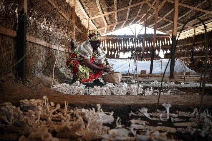 2024年2月6日，在中非共和國達(dá)馬拉，法蒂瑪在菇棚內(nèi)收獲菌草菇。2022年，法蒂瑪在聽說中國菌草專家在班吉傳授技術(shù)后主動前往學(xué)習(xí)，從一間小菌棚起步，逐漸擴(kuò)大為如今小有名氣的合作社。新華社記者 韓旭 攝