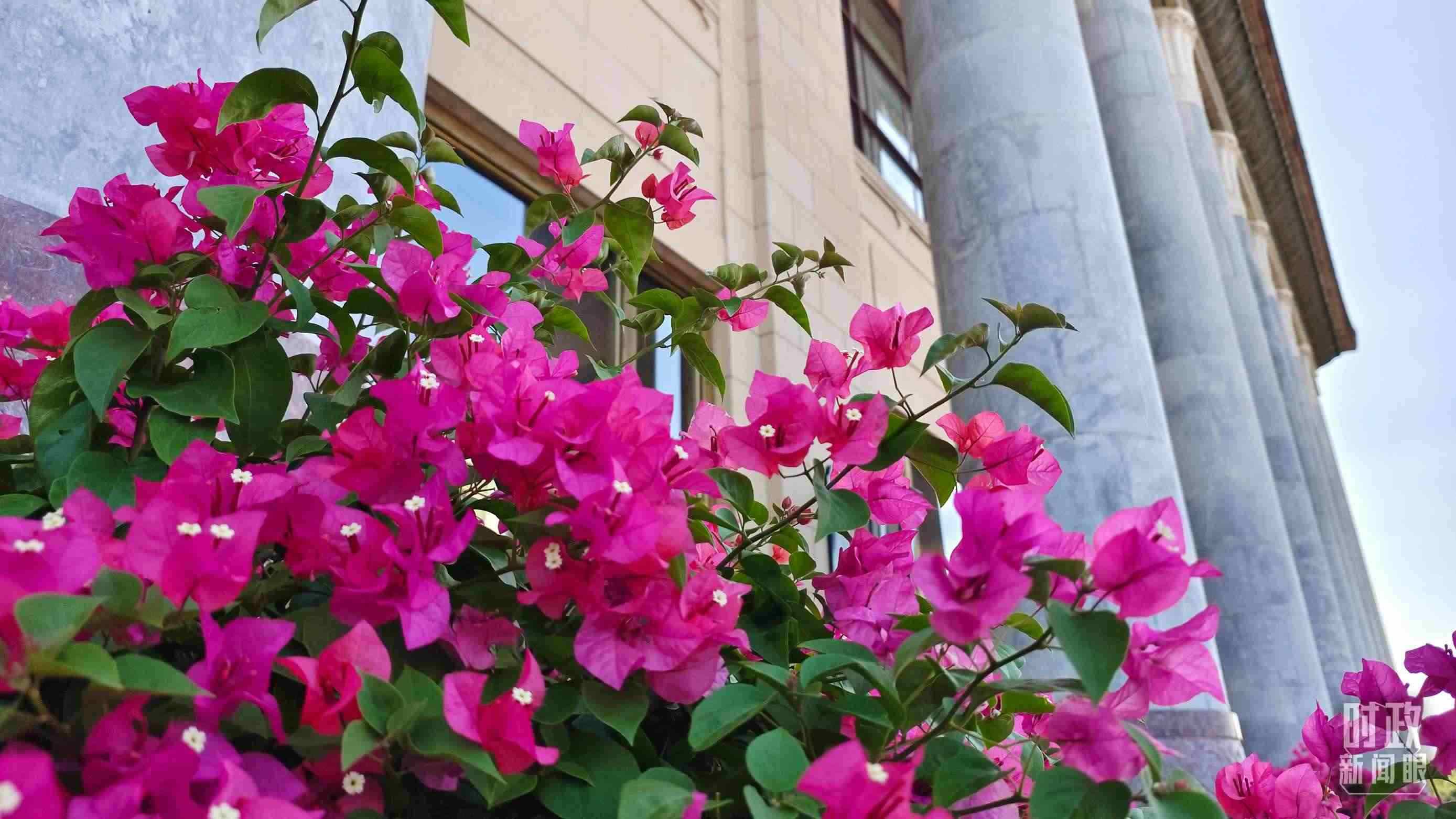 △人民大會(huì)堂外花團(tuán)錦簇。（總臺(tái)央視記者韓銳拍攝）