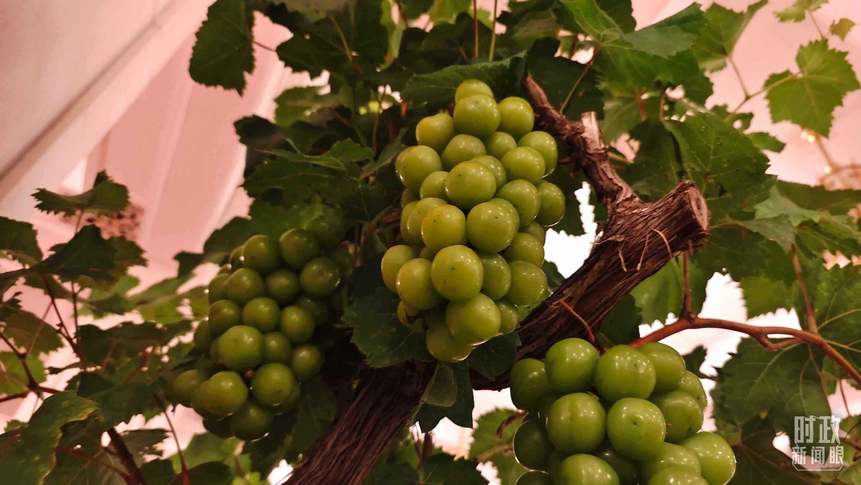  △人民大會堂的盆景，碩果累累。（總臺央視記者韓銳拍攝）