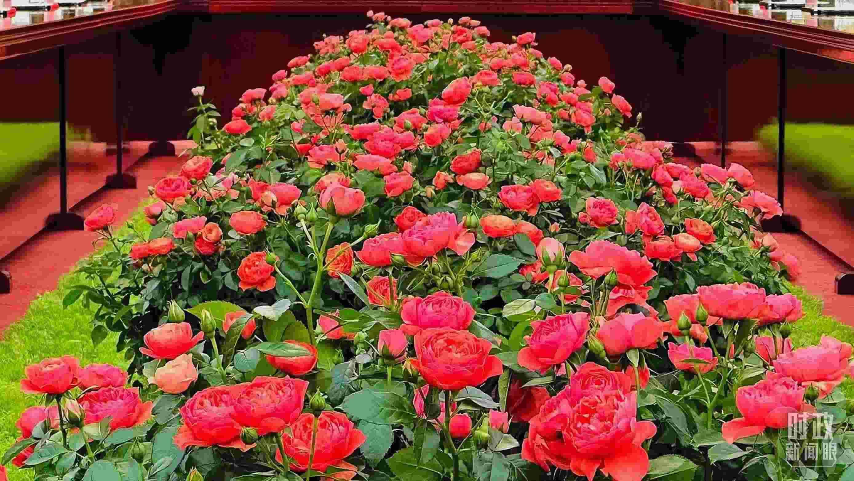 東大廳會談桌中間擺放的紅果汁月季，象征著蓬勃與堅韌。（總臺央視記者范一鳴拍攝）