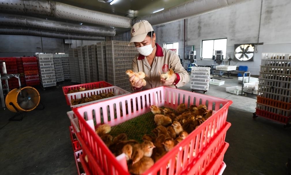 在文昌市的海南（潭牛）文昌雞股份有限公司孵化廠，工人在挑選文昌雞苗。新華社記者楊冠宇 攝