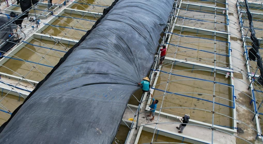 在文昌市翁田鎮(zhèn)的海興農(nóng)翁田蝦苗場，工人重新鋪設頂棚。無人機照片，新華社記者楊冠宇 攝