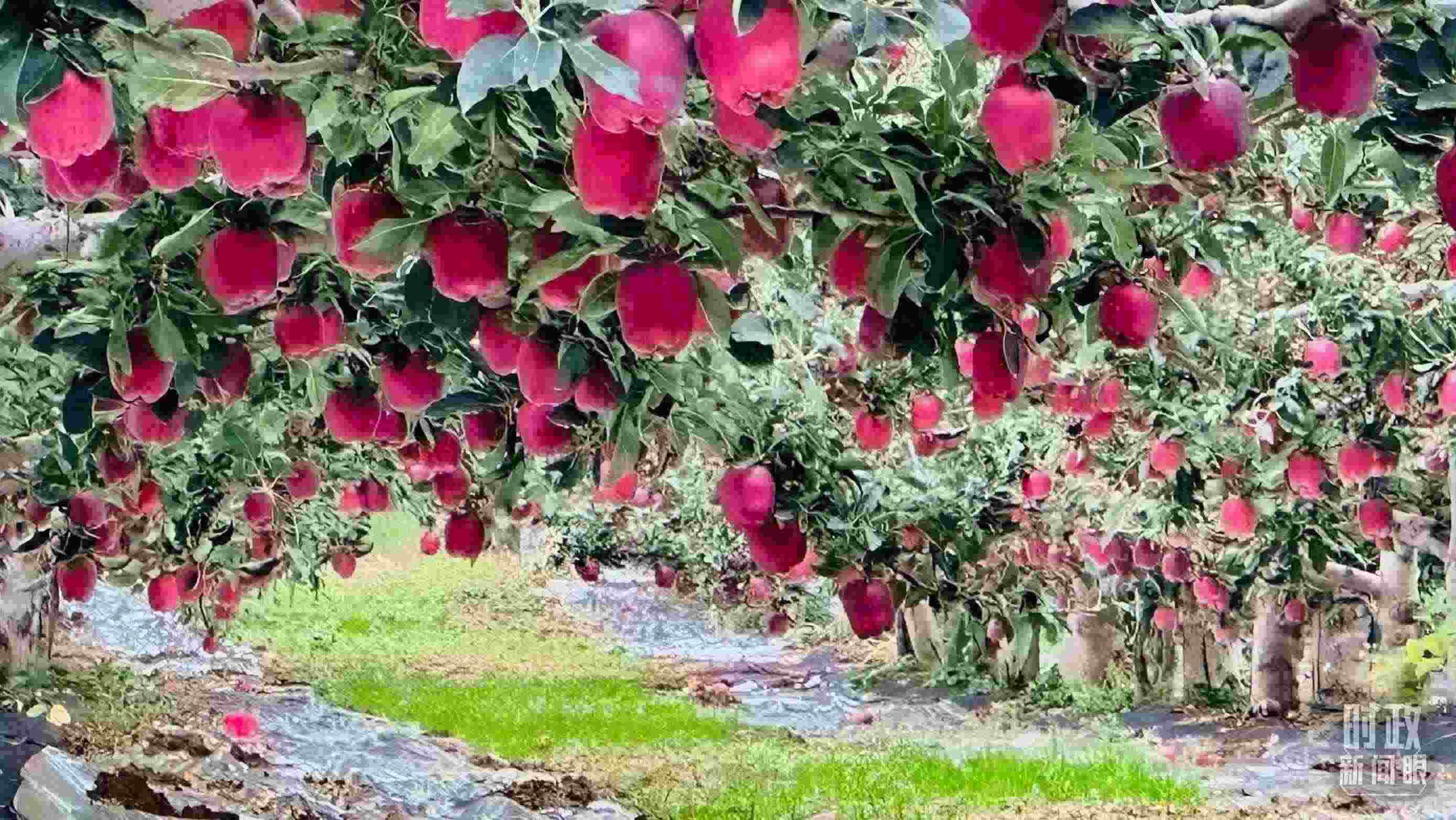 △ 麥積區(qū)南山花牛蘋果基地。（總臺(tái)央視記者范一鳴拍攝）