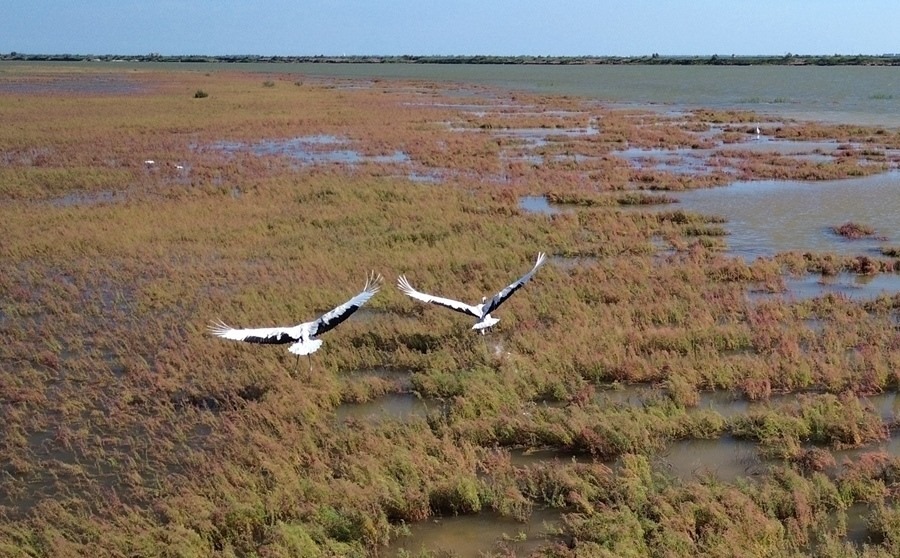 2024年8月28日，丹頂鶴在黃河三角洲國家級自然保護(hù)區(qū)展翅翱翔（無人機照片）。新華社記者 徐速繪 攝