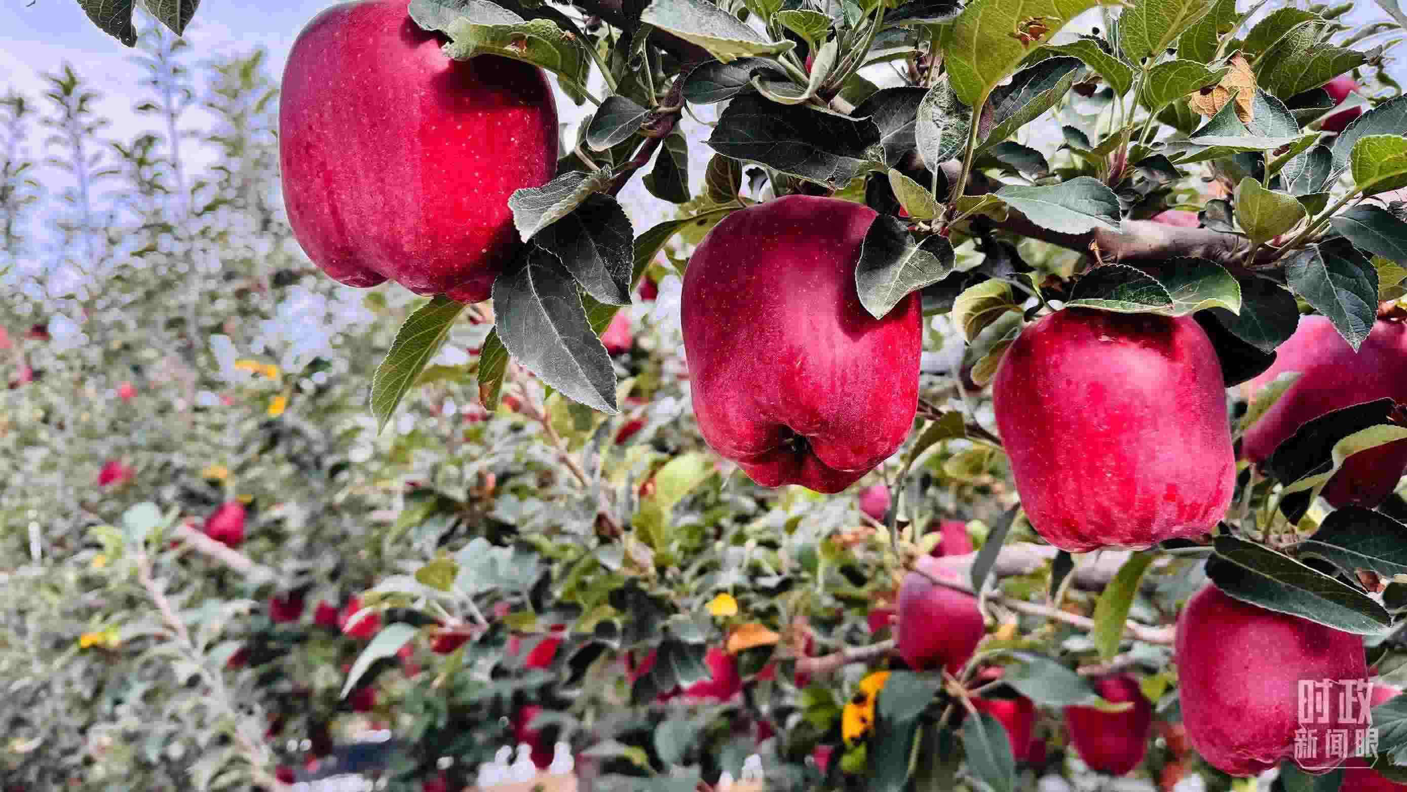 △ 麥積區(qū)南山花牛蘋果基地。（總臺(tái)央視記者黎兵拍攝）