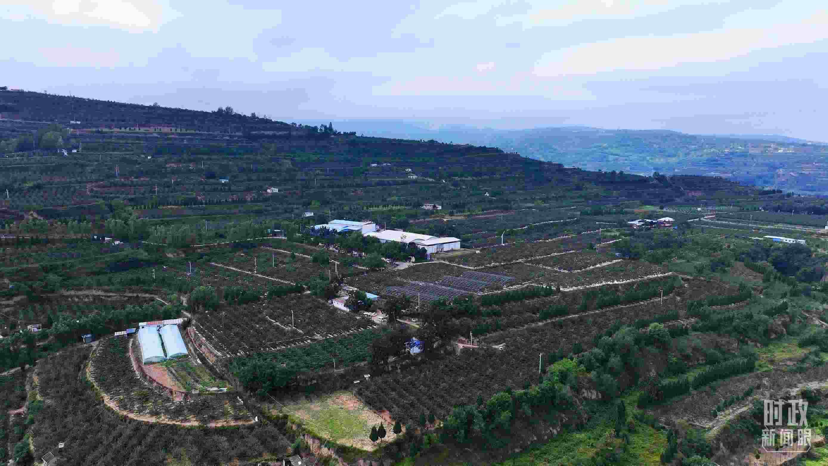 △ 麥積區(qū)南山花牛蘋果基地。（總臺(tái)央視記者范凱拍攝）