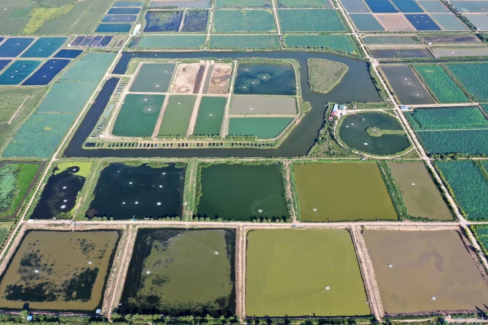 2024年8月13日在山西省臨猗縣薛公村拍攝的蟹塘（無人機照片）。薛公村位于黃河岸邊，有5000多畝黃河灘涂和近5000畝荒溝。當?shù)赝ㄟ^將荒溝和灘涂進行整合，發(fā)展特色水產(chǎn)養(yǎng)殖，讓守著黃河水、住在黃河灘的薛公村村民有了新的致富路。