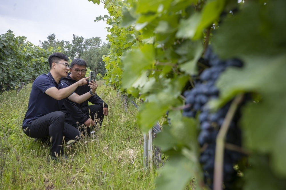 2024年8月15日，技術人員（左）和工作人員在寧夏銀川市西夏區(qū)的一個葡萄園工作。為推動黃河流域生態(tài)保護和高質量發(fā)展先行區(qū)建設，銀川市積極打造高標準葡萄園，借助各種傳感器監(jiān)測釀酒葡萄的生長狀態(tài)，實現(xiàn)精準灌溉，從而高效節(jié)約黃河水。
