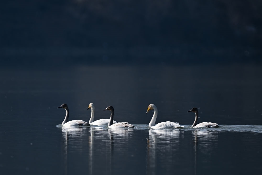 2023年11月30日，天鵝在青海省海東市化隆回族自治縣群科鎮(zhèn)境內(nèi)的黃河上游弋。近年來，青海省加大力度保護治理境內(nèi)黃河流域，改善當?shù)厣鷳B(tài)環(huán)境，為越冬候鳥提供良好棲息地。