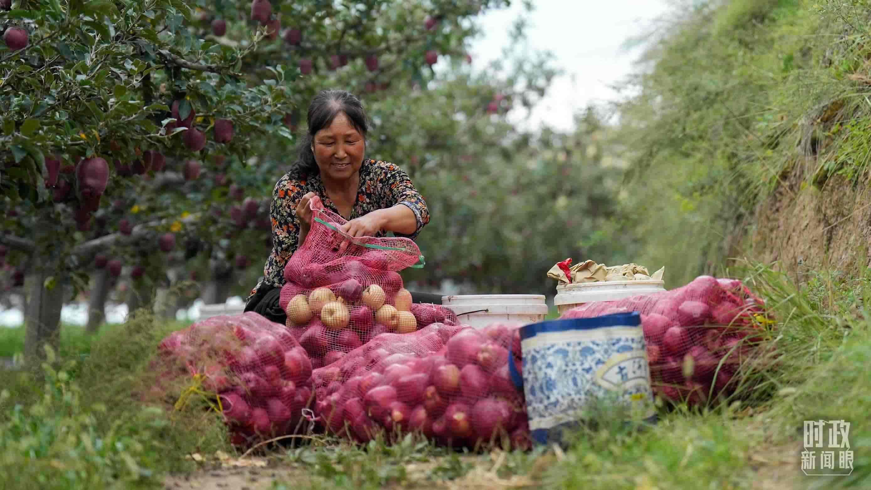 △南山花牛蘋果基地在2023年帶動(dòng)9000多戶村民實(shí)現(xiàn)增收。（總臺(tái)國廣記者李晉拍攝）