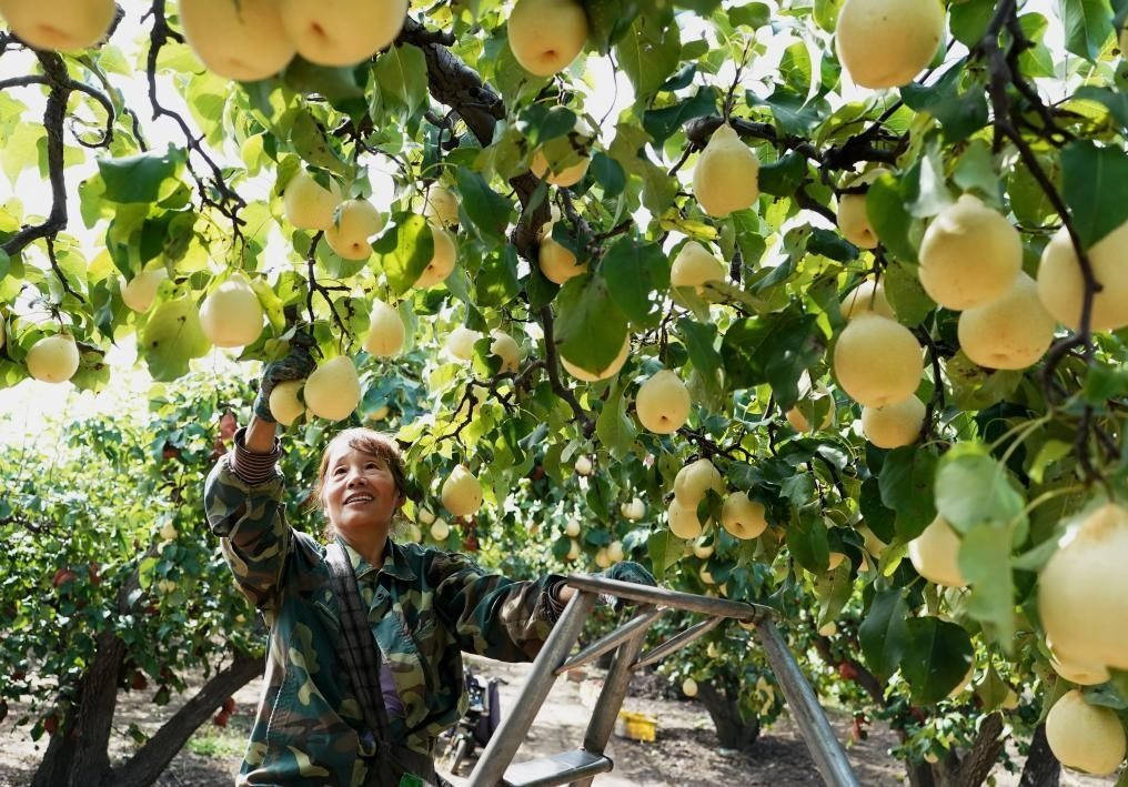 9月13日，河北省晉州市的農(nóng)民在果園采摘鴨梨。新華社記者楊世堯 攝