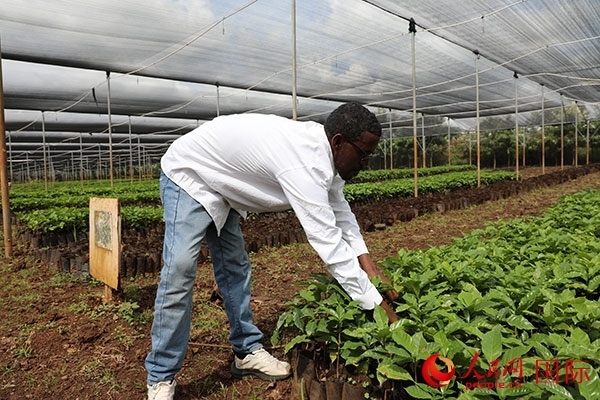 農(nóng)場協(xié)調(diào)員艾哈邁德·耶曼正在檢查咖啡幼苗。人民網(wǎng)記者 沈小曉攝