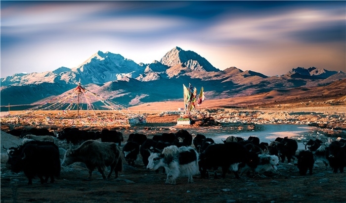 雅拉雪山上的牦牛群。蕭旺擺攝