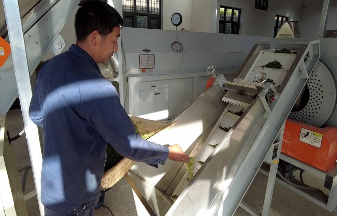  茶廠工人正在查看茶青質(zhì)量。 受訪者供圖