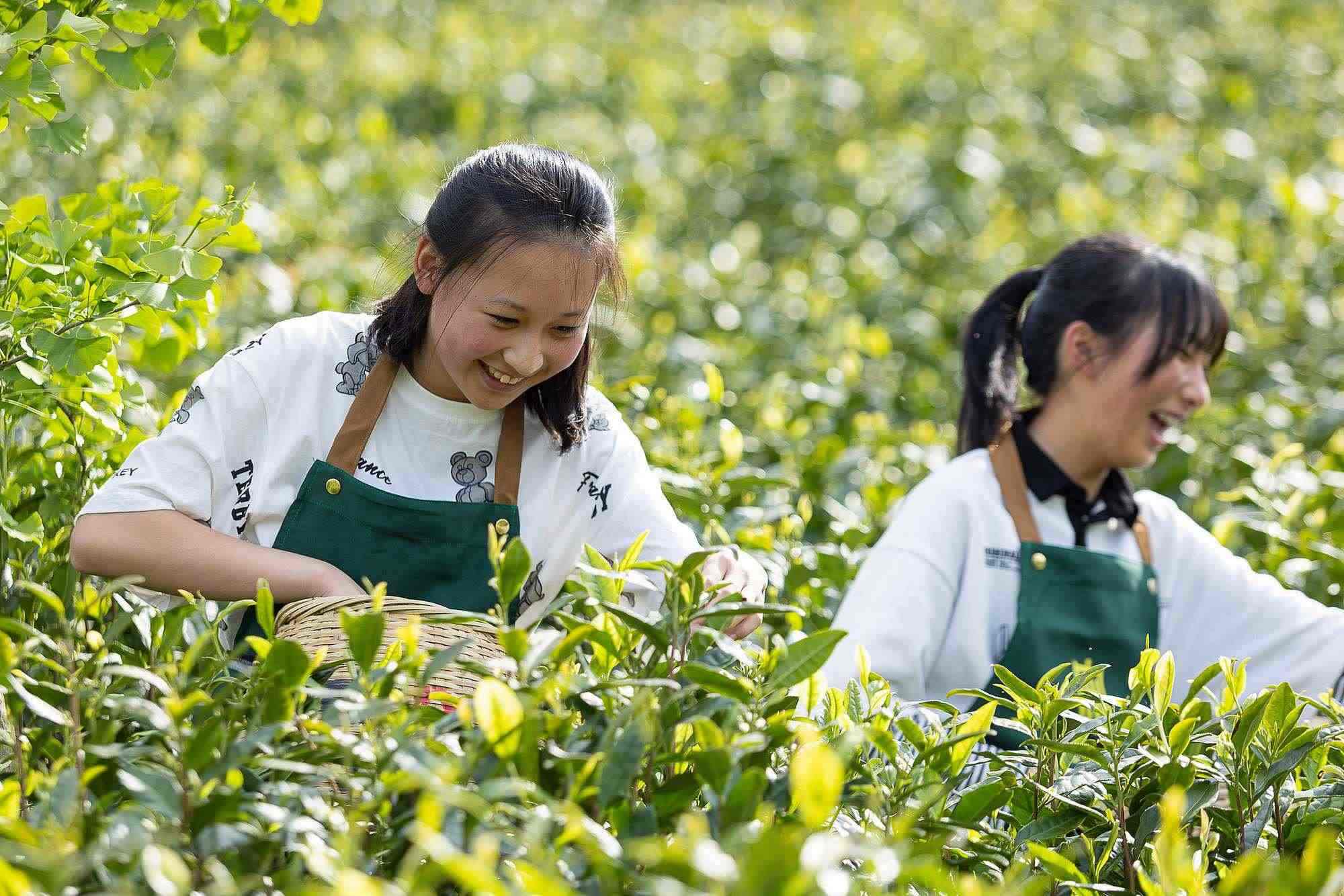 浙江安吉，游客在茶園里體驗采茶