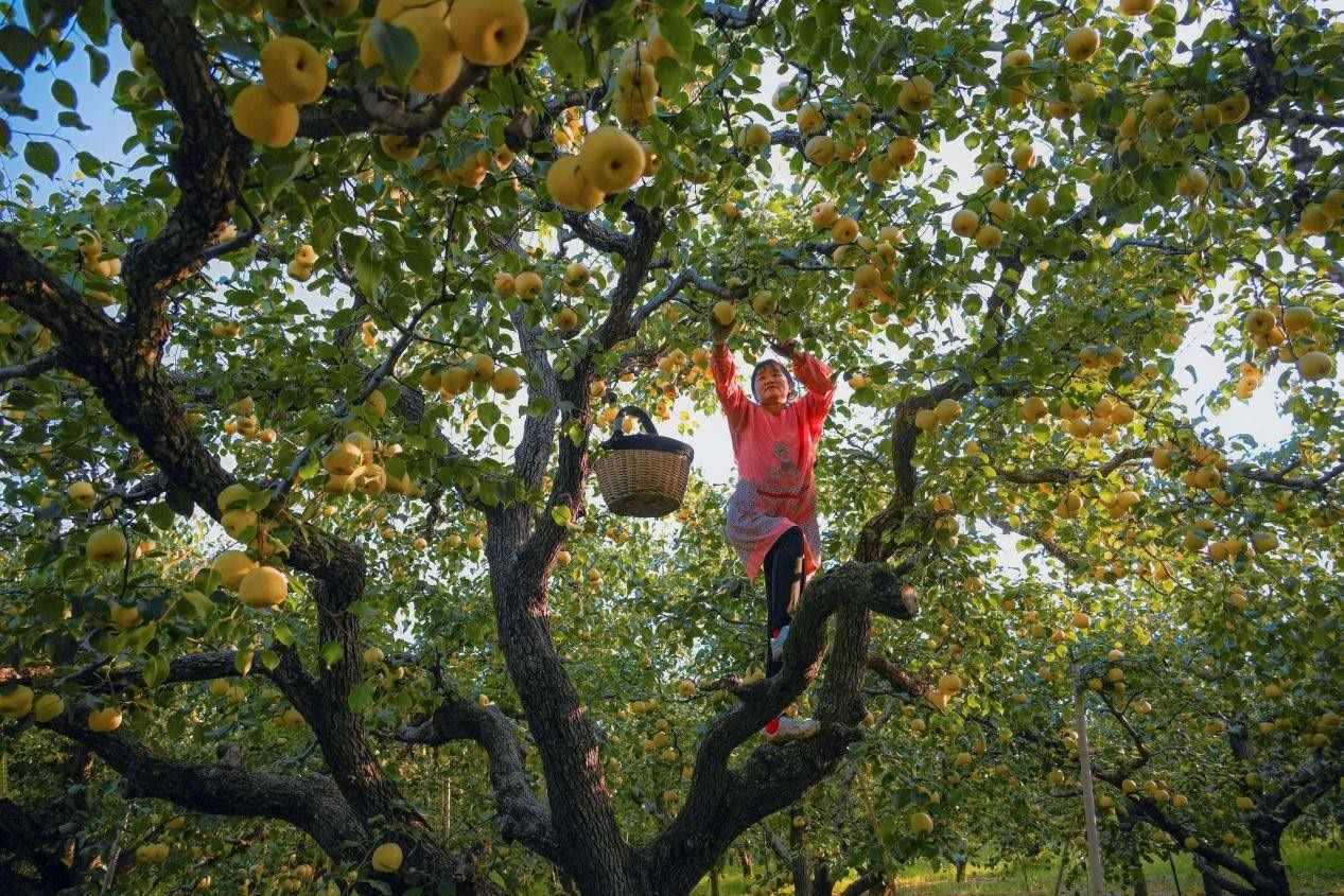 2024年10月4日，安徽省宿州市碭山縣程莊鎮(zhèn)衡樓村百年老梨園里，梨農(nóng)在忙著采摘酥梨。來源:人民圖片