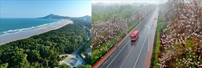拼版照片：左圖為位于東山縣金鑾灣沿岸的木麻黃防護(hù)林帶（無人機(jī)照片，新華社記者 姜克紅 攝）；右圖為2021年4月20日在蘭考縣焦裕祿干部學(xué)院附近拍攝的泡桐花（無人機(jī)照片，新華社記者 郝源 攝）。