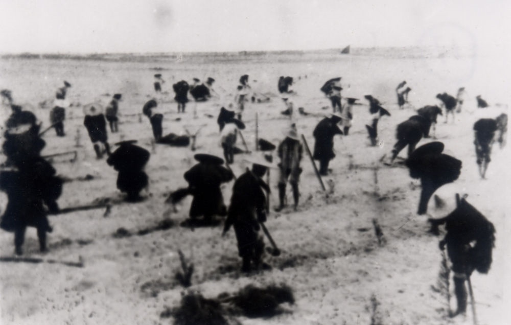 上世紀(jì)東山百姓在沙灘造林（資料照片）。