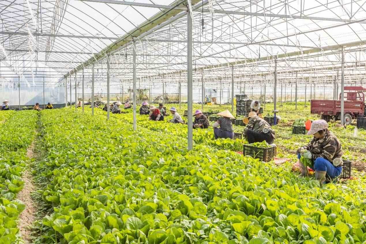 2024年10月8日，在廣西梧州市蒙山縣文圩鎮(zhèn)大明村一個(gè)大棚蔬菜基地內(nèi)，民工在采摘、包裝包心菜，準(zhǔn)備運(yùn)銷外地。來源：人民圖片
