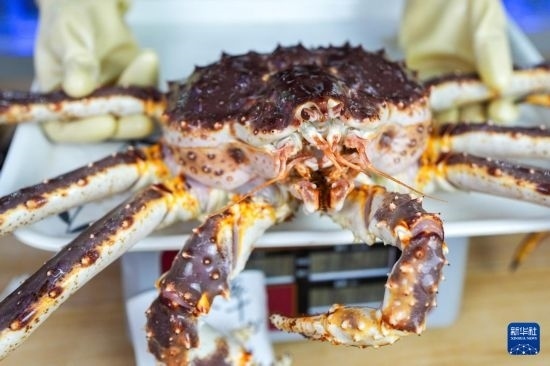 這是9月20日在吉林省琿春市的東北亞跨境電商產(chǎn)業(yè)園內(nèi)的帝王蟹保稅店拍攝的帝王蟹。新華社記者 許暢 攝