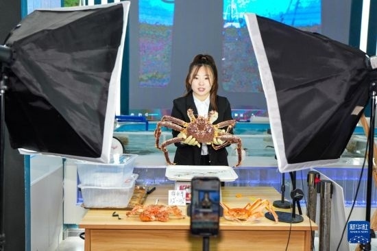 9月20日，在吉林省琿春市的帝王蟹保稅店內(nèi)，工作人員進(jìn)行網(wǎng)絡(luò)直播售賣帝王蟹。新華社記者 許暢 攝