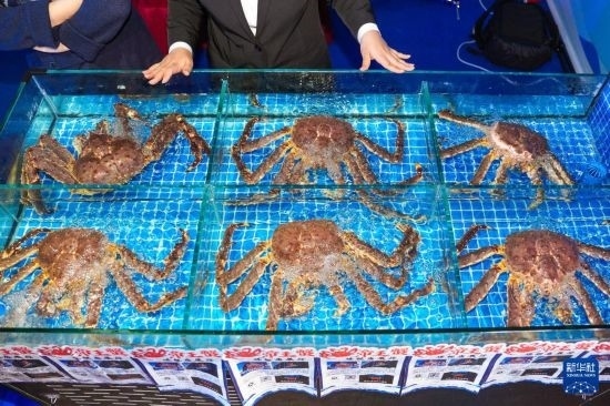 這是9月19日拍攝的吉林省琿春市一商家所售賣的帝王蟹。新華社記者 許暢 攝