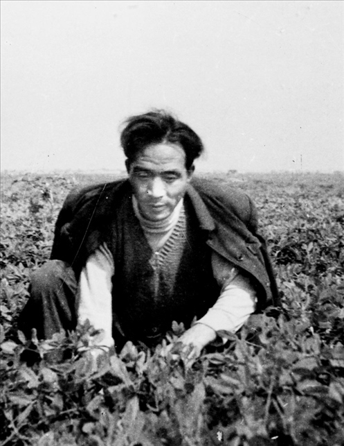 在蘭考期間，焦裕祿在田間勞動的情景。