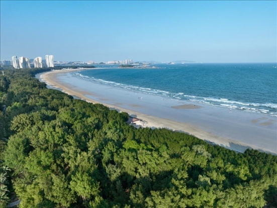 郁郁蔥蔥的東山縣沿海防護林（無人機拍攝）。新華社記者 姜克紅 攝