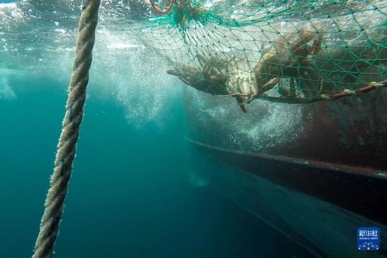 這是俄羅斯蟹業(yè)集團(tuán)的捕撈船進(jìn)行遠(yuǎn)洋捕撈的資料照片。新華社發(fā)（俄羅斯蟹業(yè)集團(tuán)供圖）