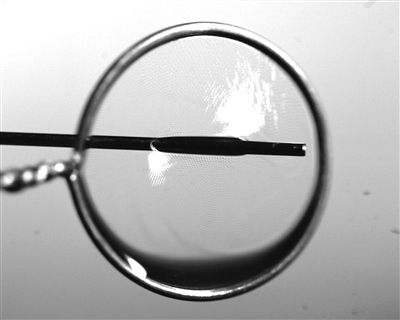 液膜被銅針穿透時仍能保持不破裂。 受訪者供圖