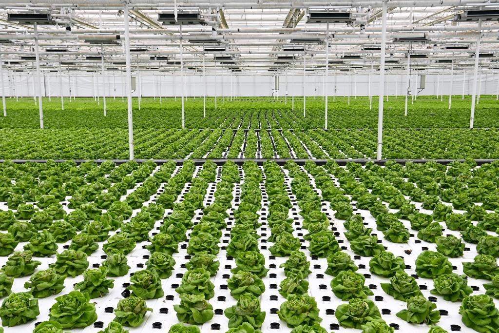 10月26日，楊凌智慧農(nóng)業(yè)示范園智慧溫室內(nèi)通過無土栽培技術(shù)種植的蔬菜。新華社記者 鄒競一 攝