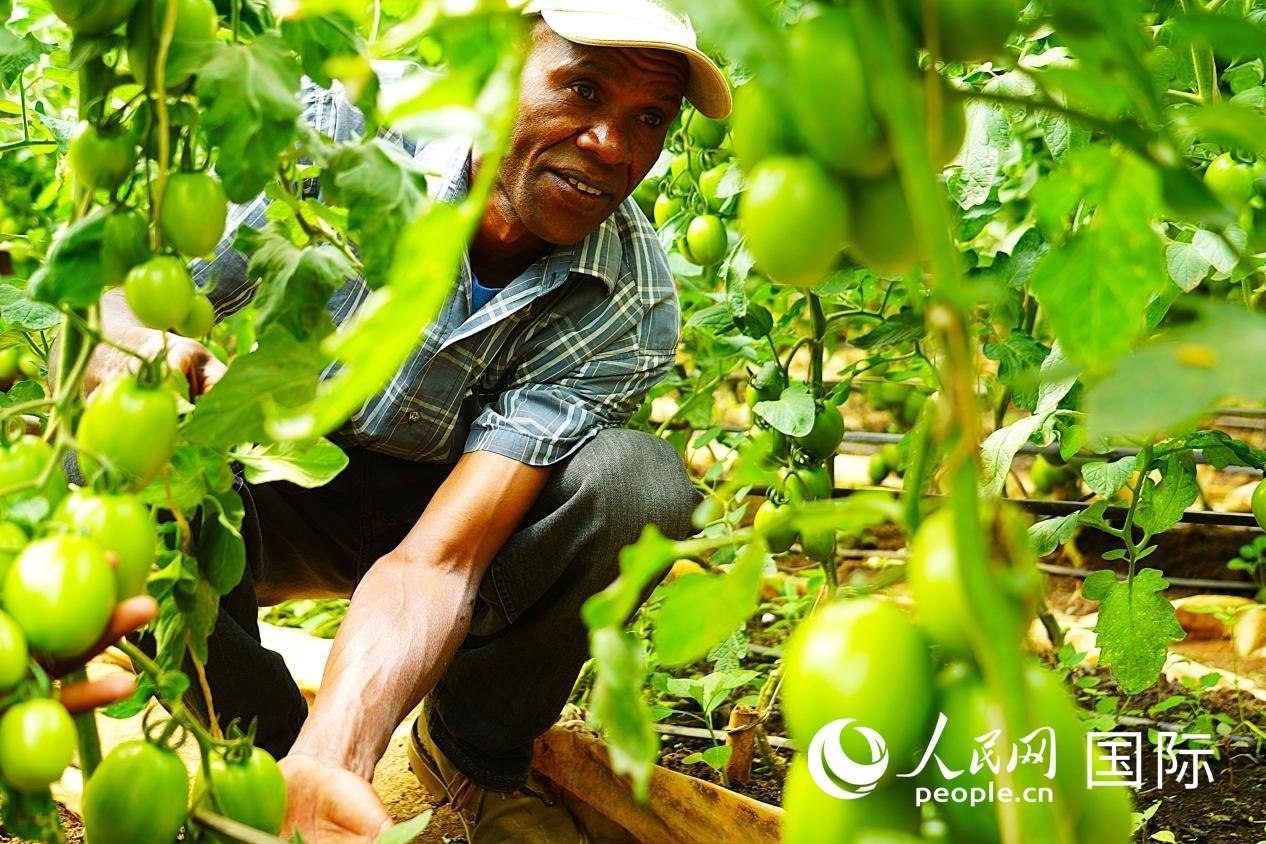 肯尼亞納庫魯郡，當?shù)剞r(nóng)民喬納·卡蘭賈家的溫室大棚里，番茄長勢喜人。人民網(wǎng)記者 黃煒鑫攝