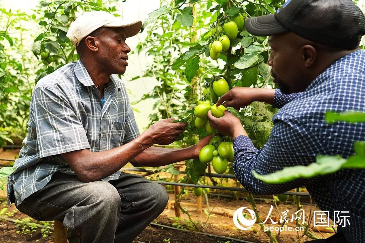 肯尼亞納庫魯郡，埃格頓大學園藝學專家史蒂芬·吉藤古在溫室大棚里指導當?shù)剞r(nóng)民喬納·卡蘭賈種植番茄。人民網(wǎng)記者 黃煒鑫攝